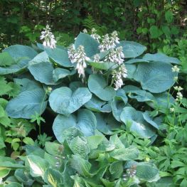 Hosta Sieboldiana Elegans