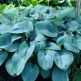 Hosta Sieboldiana Elegans