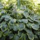 Hosta Sieboldiana Frances Williams