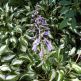 Hosta undulata Univittata