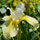 Iris Siberian Butter and Sugar