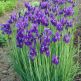 Iris Siberian Caesar's Brother