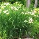 Iris Siberian Snow Queen