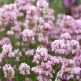 Lavanda Roz