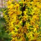 Ligularia przewalskii