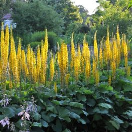 Ligularia stenocephala The Rocket