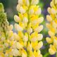 Cafelute Lupinus Chandelier