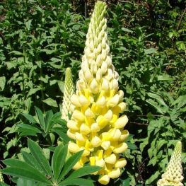 Cafelute Lupinus Gallery Yellow