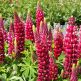 Cafelute Lupinus My Castle