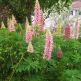 Cafelute Lupinus Russell Hybrids