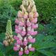 Cafelute Lupinus The Chatelaine
