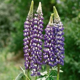 Cafelute Lupinus The Governor