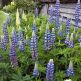 Cafelute Lupinus The Governor