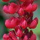 Cafelute Lupinus The Pages