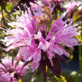 Monarda Beauty of Cobham