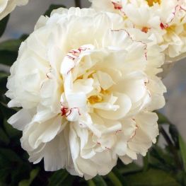 Bujor Boule de Neige