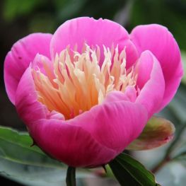 Bujor Bowl of Beauty