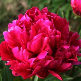 Bujor Karl Rosenfield