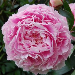 Bujor Sarah Bernhardt