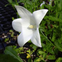 Floare balon Platycodon Albus