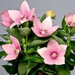 Floare balon Platycodon Fuji Pink