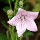 Floare balon Platycodon Fuji Pink