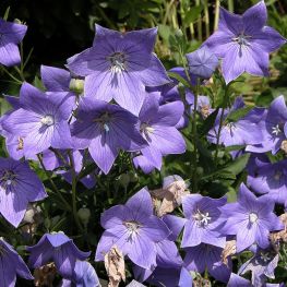 Floare balon Platycodon Mariesii