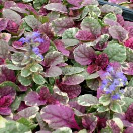 Vinetica Ajuga reptans Burgundy Glow
