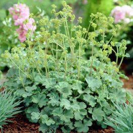 Cretisoara Alchemilla erythropoda