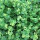 Cretisoara Alchemilla erythropoda