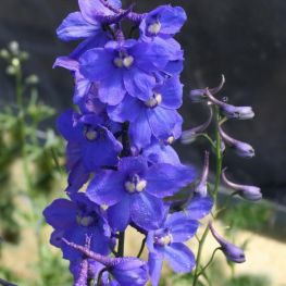 Nemtisor Delphinium Bellamosum