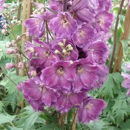 Nemtisor Delphinium Astolat