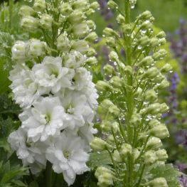 Nemtisor Delphinium Galahad
