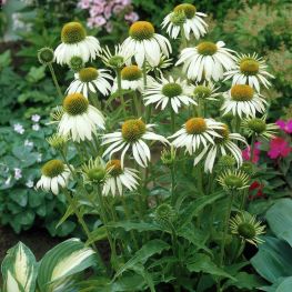 Echinacea Alba
