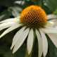 Echinacea Alba