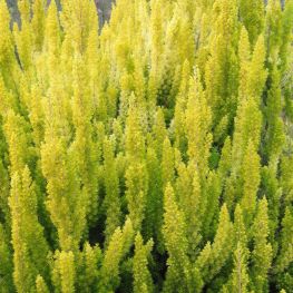Erica arborea Albert's Gold
