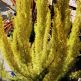 Erica arborea Albert's Gold