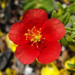 Helianthemum Red Dragon