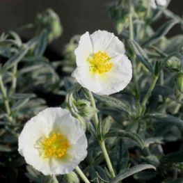 Helianthemum Snow Queen