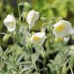 Helianthemum Snow Queen