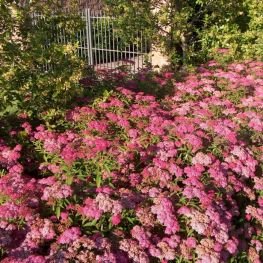 Cununita Spiraea Anthony Waterer