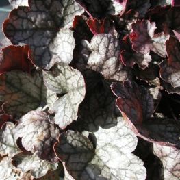Heuchera Pewter Moon