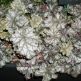 Heuchera Pewter Moon