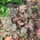 Heucherella Silverstreak
