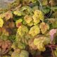 Heucherella Yellowstone Falls