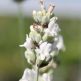 Lavanda Alba