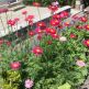 Tanacetum coccineum Robinson's Red