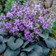 Toporas Viola labradorica