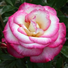 Trandafir floribunda Handel