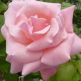 Trandafir floribunda Queen Elizabeth